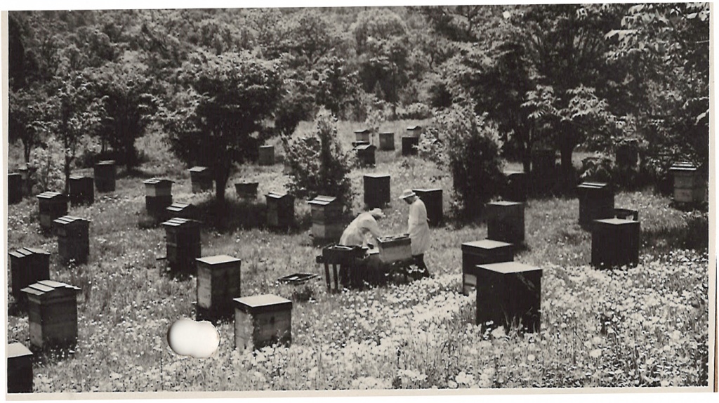 ГАПК. Фотофонд, негатив 03258. На пасеке Иманского зооветтехникума, где работают Г.М. Малыш и И.Г. Разумейко. Из года в год они берут самые высокие медосборы в Приморском крае. Каждая пчелиная семья дает до 219 килограммов меда. Оба пчеловода награждены медалями ВДНХ.